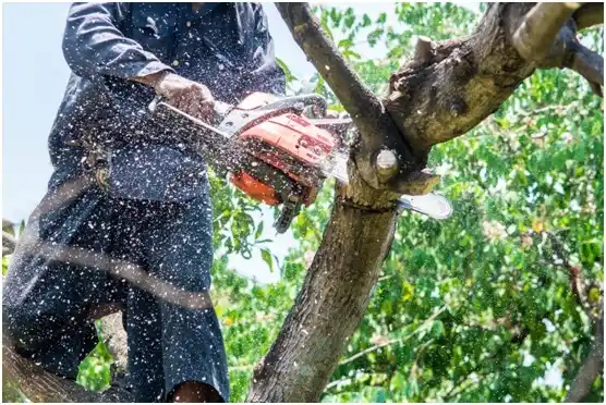 tree services Cobb